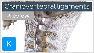 Craniovertebral ligaments and joints preview  Human Anatomy  Kenhub [upl. by Asteria389]