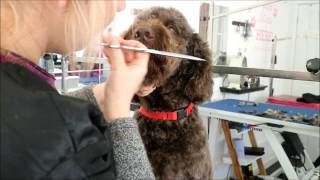 HOW TO GROOM A LABRADOODLES FACE [upl. by Theurer709]