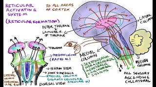 Reticular activating system RAS functions of reticular formation [upl. by Steinman]