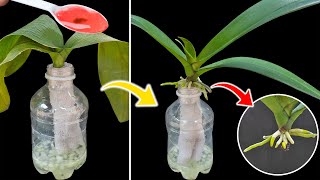 Planting orchids by selfwatering method orchids take root very quickly [upl. by Nolahc]