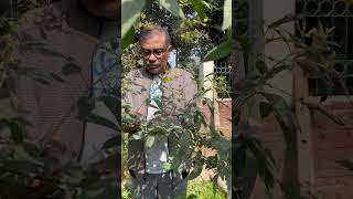 হারিয়ে যাওয়া অড়হড় ডাল pigeonpea Cajanuscajan legume Fabaceae অড়হড় ডাল botany lifescience [upl. by Sillad498]