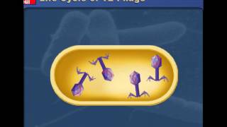 Lytic v Lysogenic Cycles of Bacteriophages [upl. by Rutherfurd]