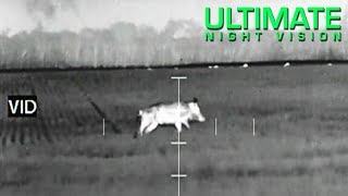 Thermal Scope Hog Hunt  250 pound Wild Hog kill with an ATN ThOR 320 35x [upl. by Euphemie]