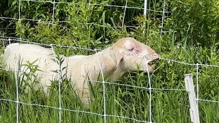 CLEARING BRUSH WITH SHEEP PART1  Starting a Farm From Scratch  Mark Shepard [upl. by Ahsilra800]