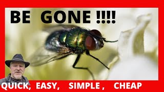 Blow Flies In House Get rid of Blowflies EASYSIMPLEQUICKCHEAP [upl. by Sharyl]