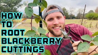 How to Propagate Blackberries From Cuttings [upl. by Narbig]