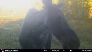 Trail Cam Northern Ontario  Moose is Lake Superior Park 2023 [upl. by Nevla218]