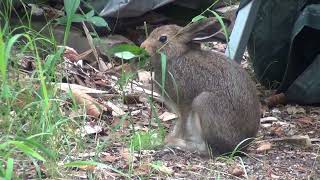 A fasteating bunny 🐰 Ahmatti jänis Lepus timidus Mountain hare Schneehase Liebre de montaña [upl. by Akehsay]