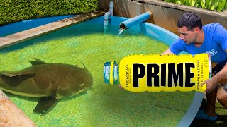 PRIME Bottle Catches Pond Monster [upl. by Pressman303]