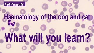 Haematology of the dog and cat [upl. by Ennadroj]