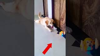 मेरे डॉग से मिलने परी आ गई😭 funnydogs shorts [upl. by Radec]