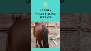 10 Useful Things to Teach Your Horse horse horsetricks horseriding equestrian horsetraining [upl. by Aieka164]