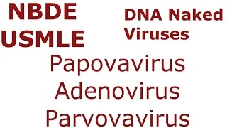 DNA NAKED Viruses  Papovavirus  Adenovirus  Parvovirus  NBDE amp USMLE [upl. by Assilana559]