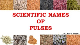 Scientific or botanical name of pulses [upl. by Namar]