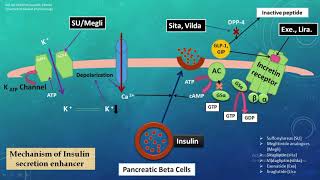 Antidiabetic drugs  Endocrine drugs  Insulin  metformin  glibenclamide  mechanism  Gpat [upl. by Shell807]