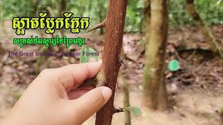 ព្រៃតំបន់អង្គរពិតជាស្អាតនិងអស្ចារ្យណាស់ Angkor Forest Is Beautiful And Wonderful  Cambodia View [upl. by Greta]