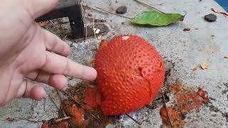 ฟักข้าว Gac fruit  Momordica cochinchinensis [upl. by Witherspoon]