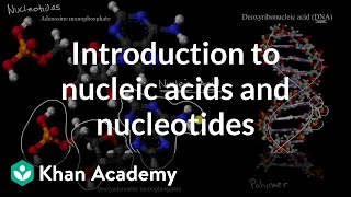 Introduction to nucleic acids and nucleotides  High school biology  Khan Academy [upl. by Eelah]