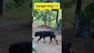 Danger Dog 🐕 short  youtube short  youtube video [upl. by Kaenel]