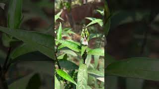 ঔষধি উদ্ভিদ জগৎমদন। Justiciagendarussa acanthaceae জগতমদন জগৎমদন জাগমদন [upl. by Arahat]