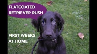 Flatcoated retriever puppy Rush  first weeks at home [upl. by Nylhsa485]