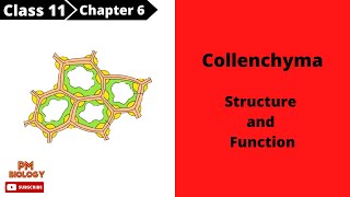 Collenchyma Tissue  Types of simple permanent tissue  Class 11  PM Biology [upl. by Aled]