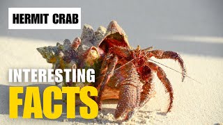 Uncovering the Secrets of the Hermit Crab  Interesting Facts  The Beast World [upl. by Savannah]