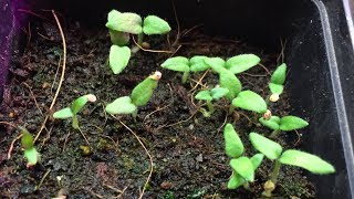 Februar Anzuchtupdate Paprika pikieren Frühling naht [upl. by Treb]