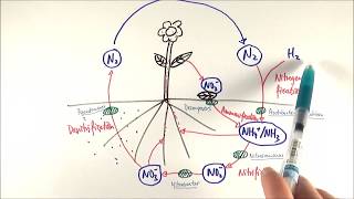 A2 Biology  Nitrogen cycle OCR A Chapter 233 [upl. by Correna]