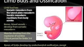 06 Somites and Muscle Development [upl. by Tindall244]