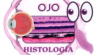 Histología de Ojo [upl. by Merc]