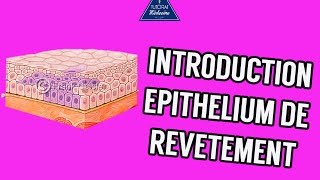 02  Introduction Epithélium de revêtement [upl. by Lattimer575]