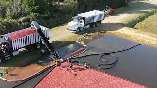 Cranberry Harvest at Fugate Farms Bandon Oregon [upl. by Akirea]