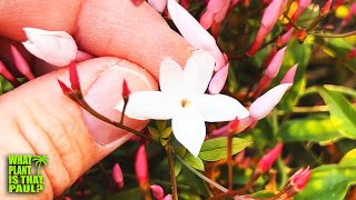 The BEST SMELLING PLANT in my YARD  Jasminum polyanthum  Its Fragrance is Next Level [upl. by Chrotoem]