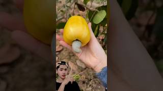 Jambu MONYET 🐵 sielwan youtubeshorts [upl. by Deb337]