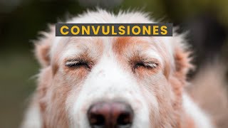 ¿QUÉ HACER CUANDO UN PERRO SUFRE UNA CONVULSIÓN [upl. by Cherish223]