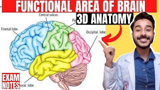 functional area of cerebrum anatomy 3d  anatomy of cerebral cortex functional area of brain [upl. by Garlaand975]