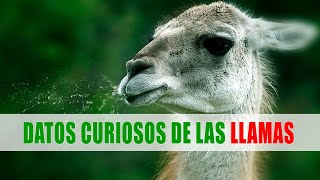 Llama Guanaco Vicuña Alpaca  Datos curiosos de animales [upl. by Nobel252]