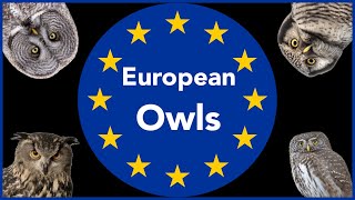 European Owls  Sounds [upl. by Mariand402]