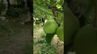 Apple ke bagan manali [upl. by Yrtneg]