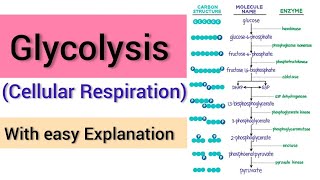 Glycolysis  Glycolysis Pathway Made Simple  Biochemistry Lecture on Glycolysis [upl. by Enifesoj572]