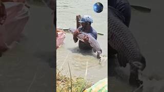 Amazing fishing by fishermen l Big Black carp fish catch blackcarp Shorts fishing [upl. by Lorna]