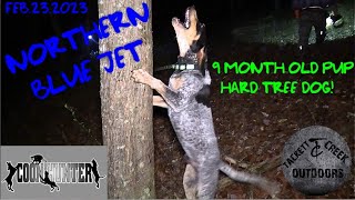 COON HUNTING with Tiimmy Ayers 9 month old JET 5 blue dog [upl. by Damiano]