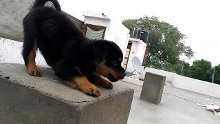 Rottweiler puppy barking and fall down [upl. by Alegnasor817]