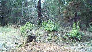 Female Mountain Lion Screaming for mates in front of trail camera [upl. by Nerwal581]