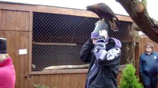 Fallowfields Falconry  Caracara Agility Training Course [upl. by Ok]