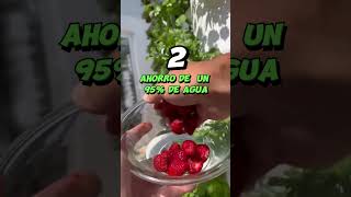 ¿Porque es mejor los alimentos hidropónicos hidroponía cultivarencasa plantas jardin huerto [upl. by Kathie]