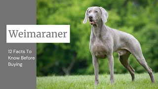 Weimaraner Dog Breed 12 Facts To Know Before Buying [upl. by Gish509]