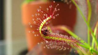 Drosera Capensis Cape Sundew Eating A Fruit Fly High QualityHD Time Lapse [upl. by Adarbil777]