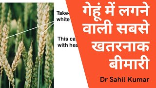 Take all।wheat disease। difference between fussarium head blight and take all disease in wheat। [upl. by Wyck]